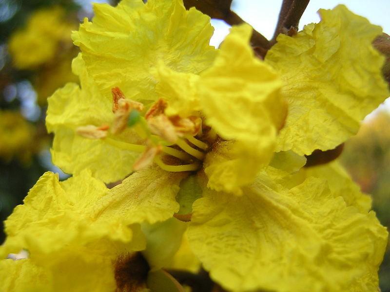 Cassia Blooms