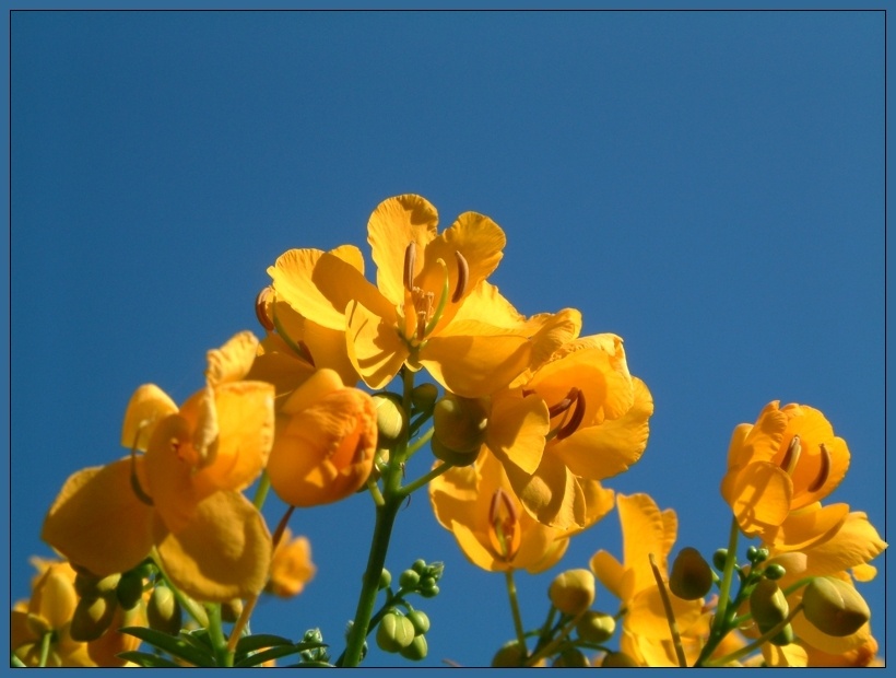 Cassia corymbosa