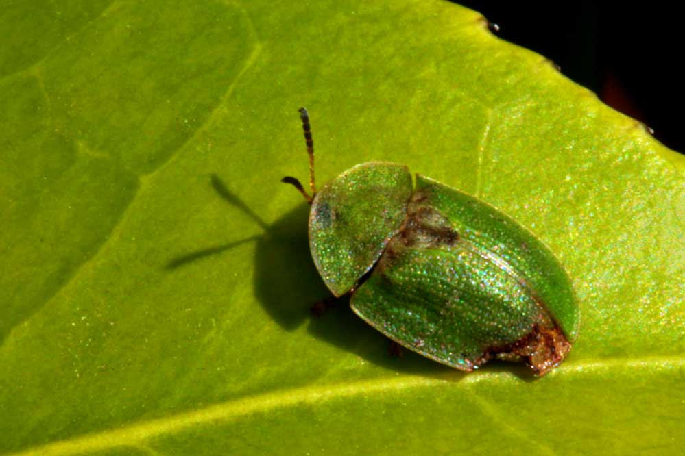 Cassida rubiginosa