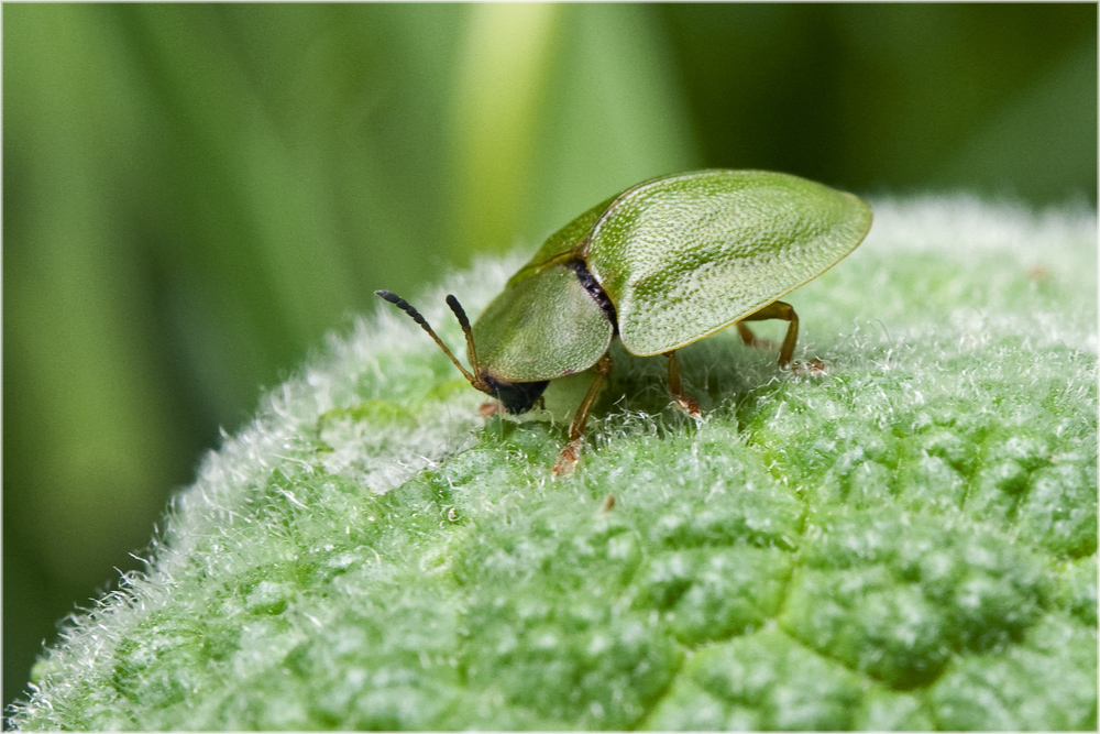 Cassida viridis sur menthe sauvage