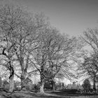 Cassiobury Park