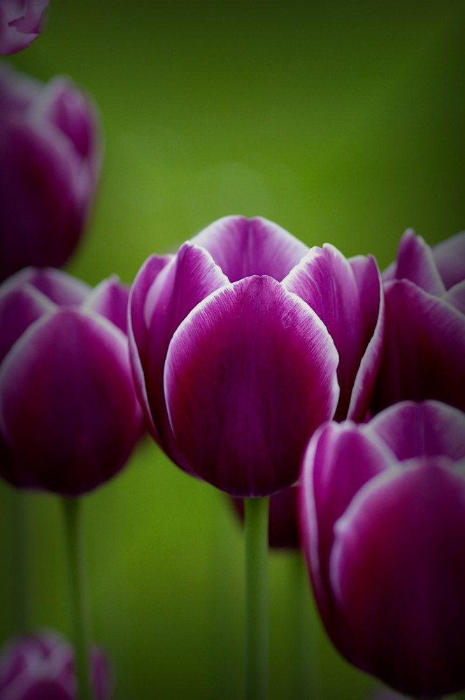 Cassis-Vanille Tulpen für Elke