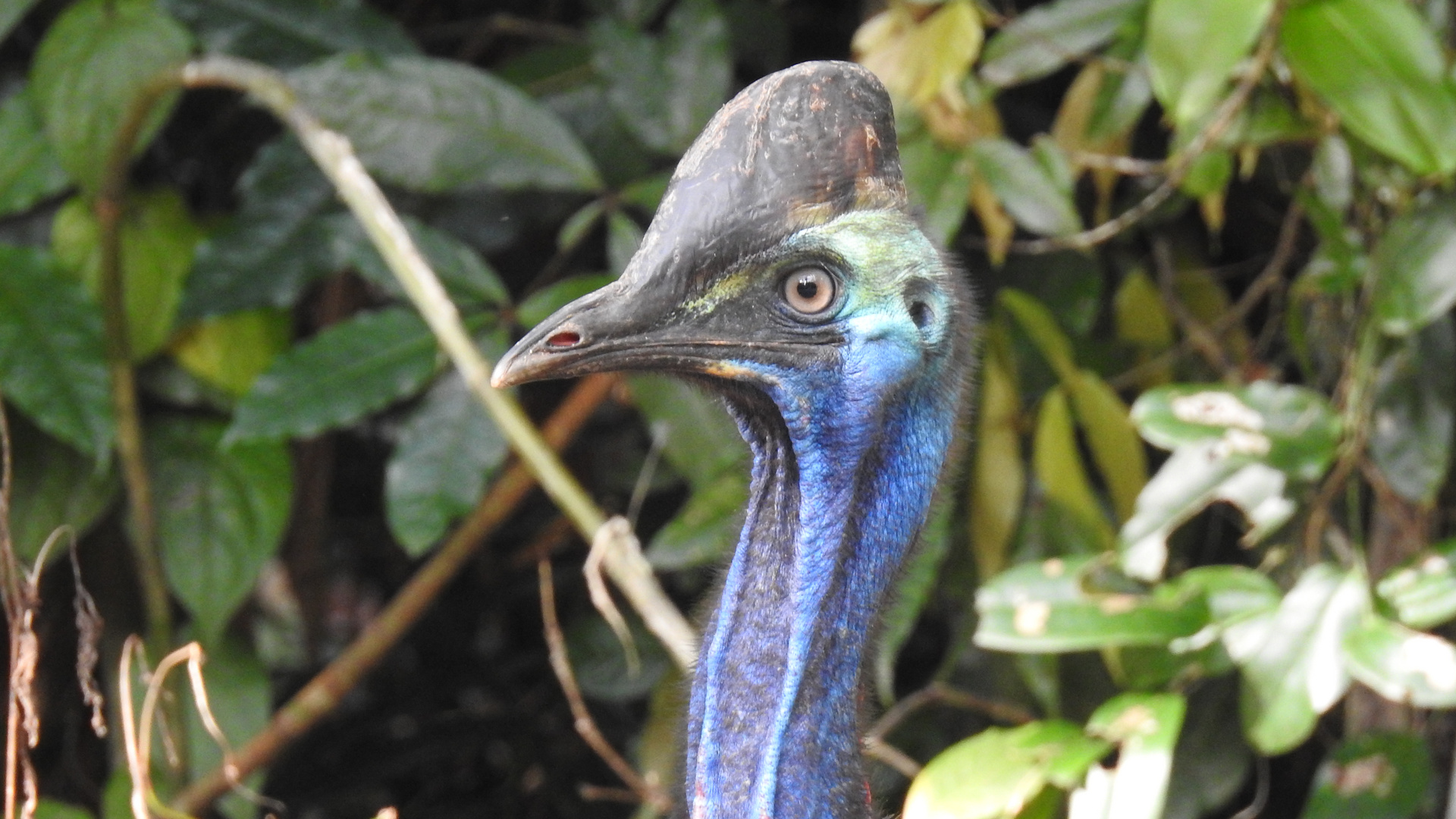 Cassowary