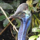 Cassowary