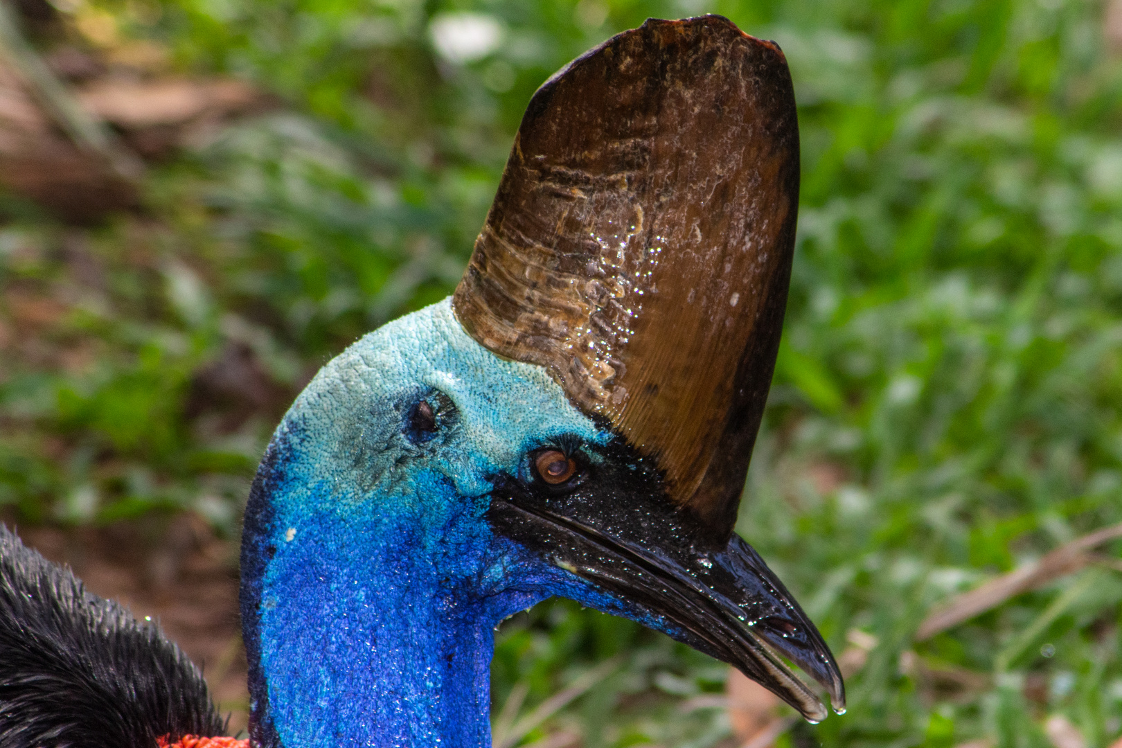 Cassowary