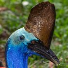 Cassowary