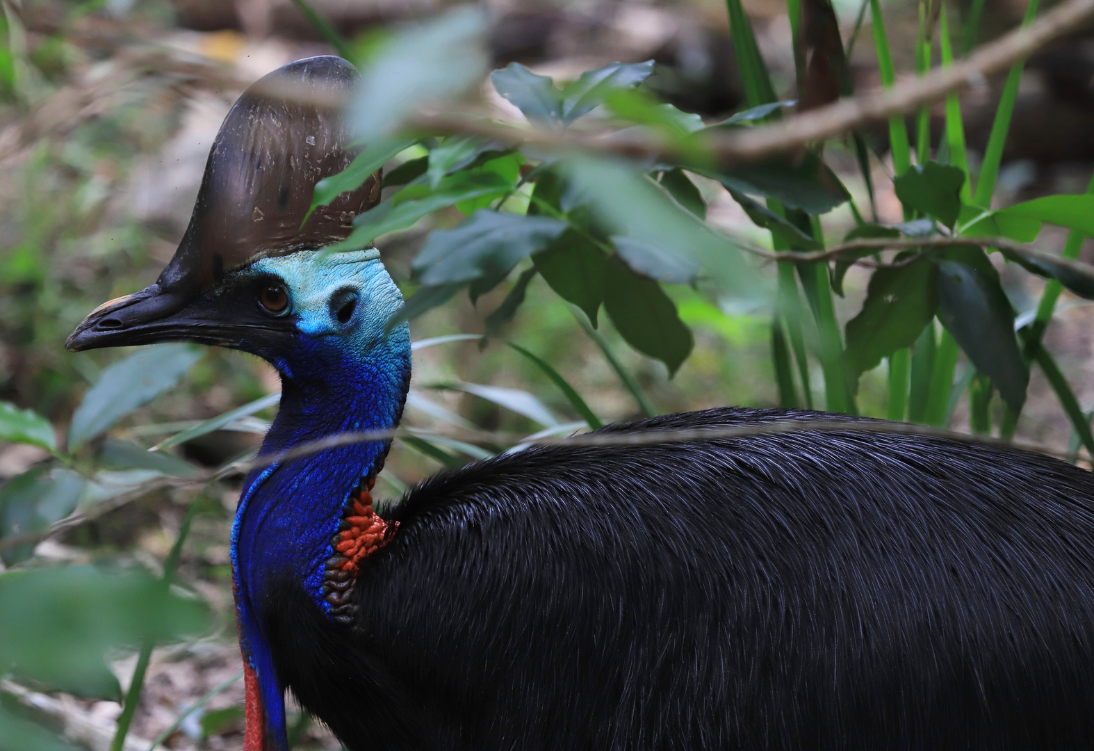 cassowary