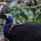 cassowary