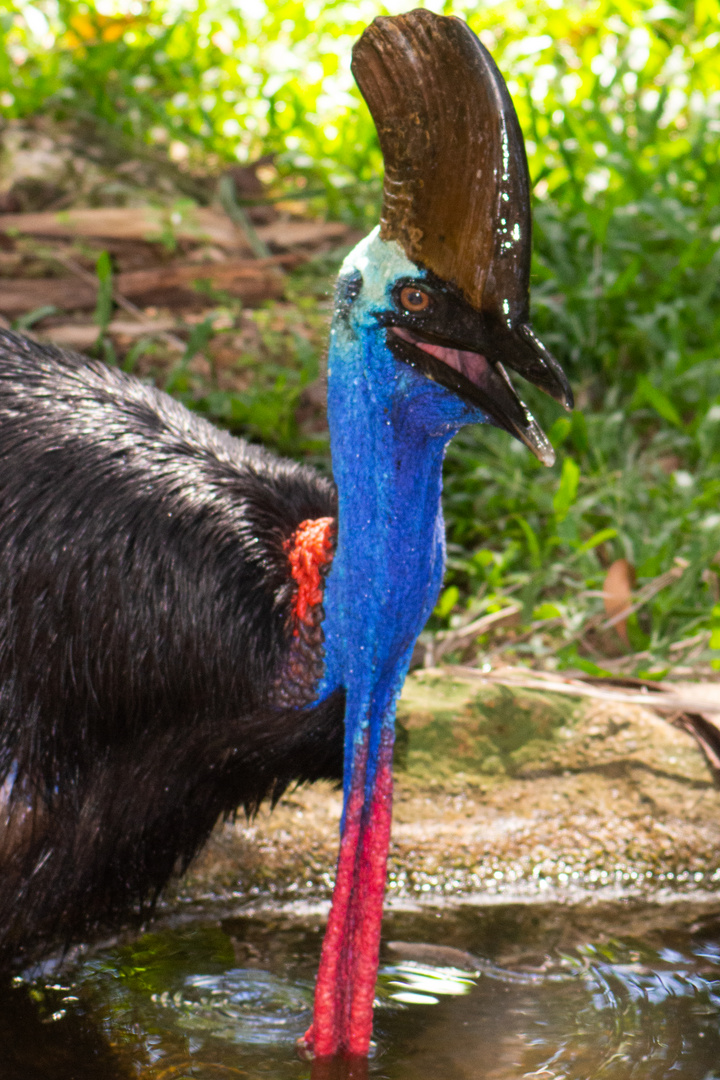 Cassowary