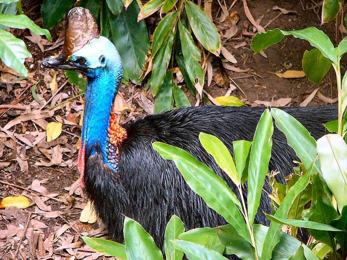 Cassowary