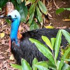 Cassowary