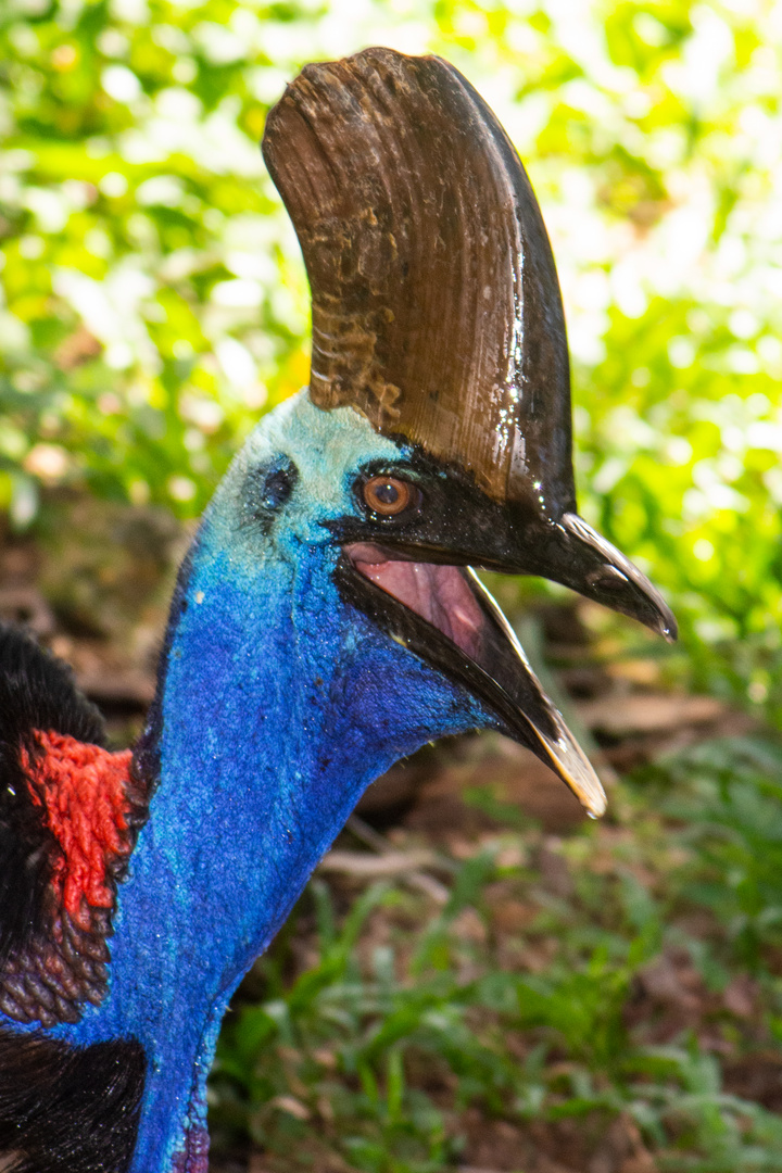 Cassowary