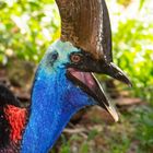 Cassowary