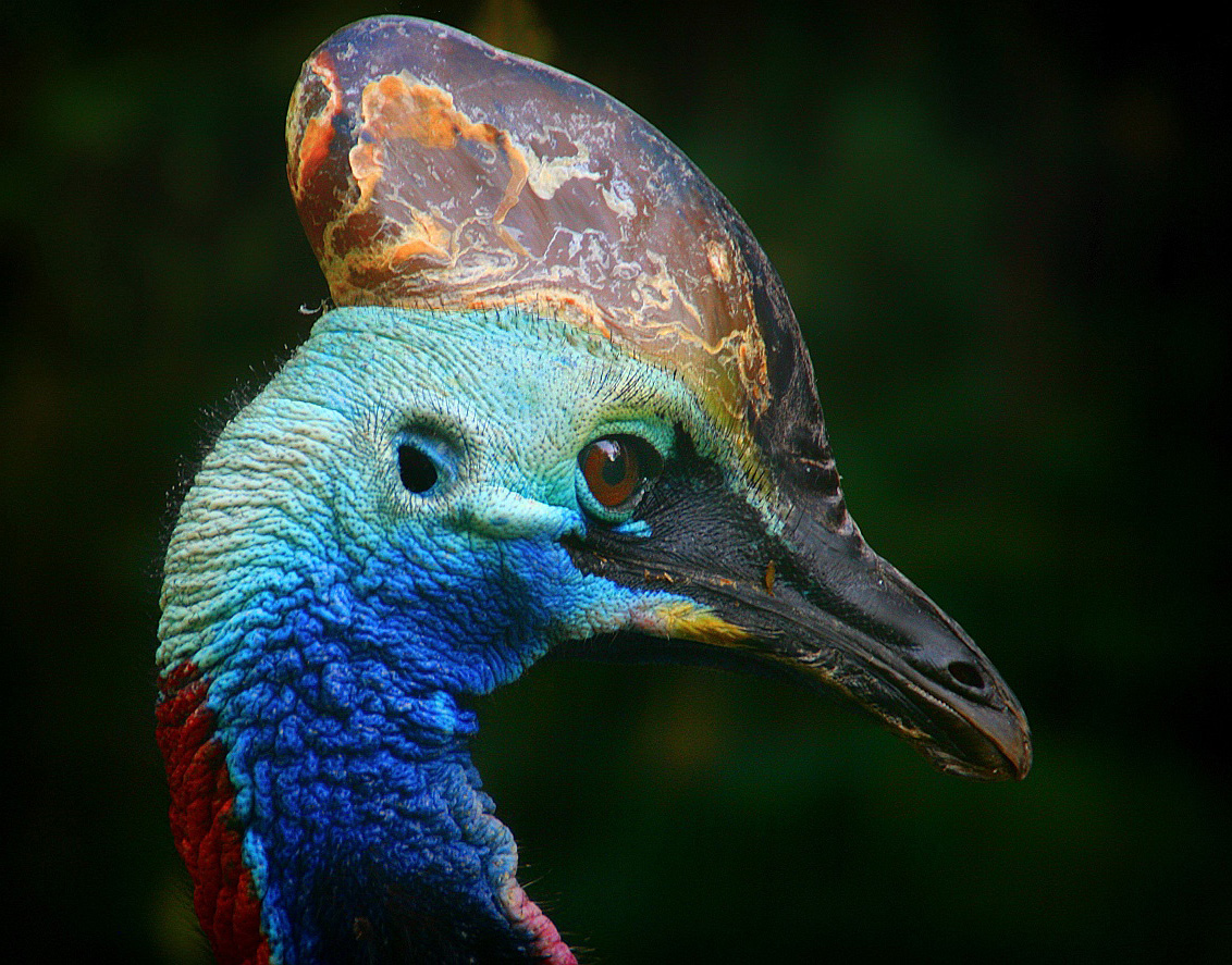 Cassowary