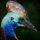 Cassowary