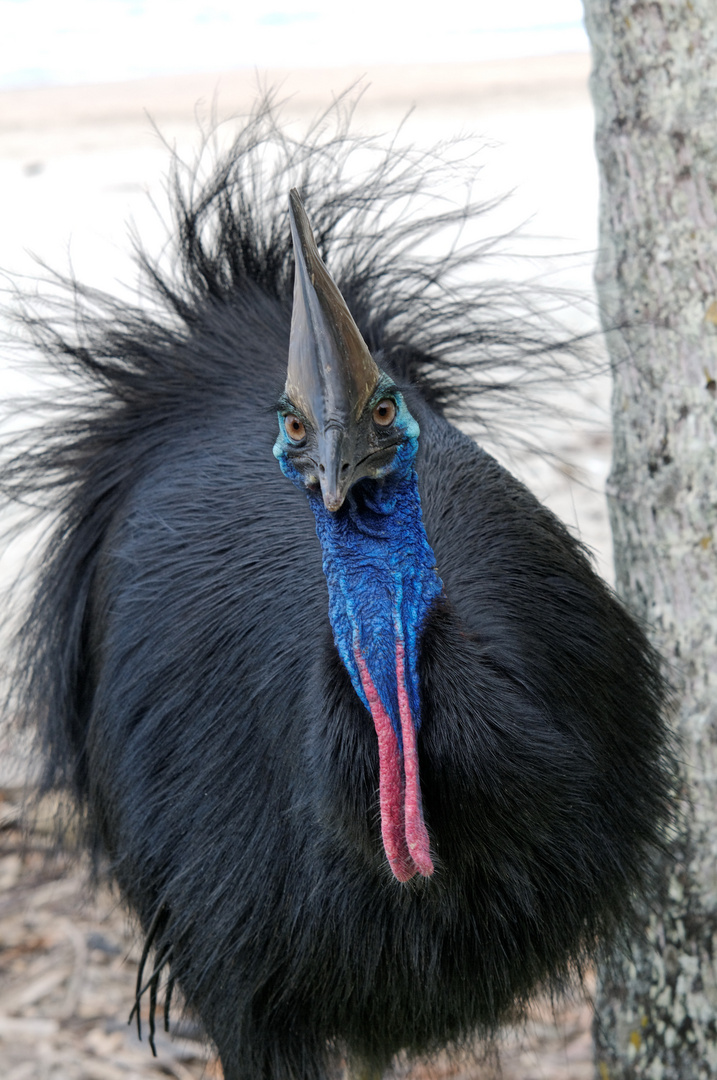 Cassowary at South Mission Beach QLD Australia