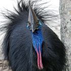 Cassowary at South Mission Beach QLD Australia