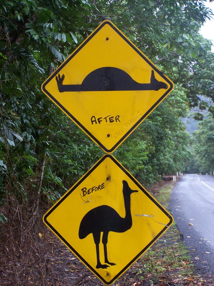 Cassowary Country