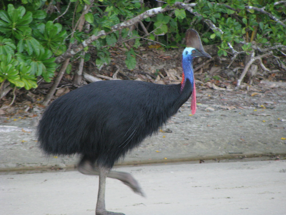 Cassowary