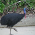 Cassowary