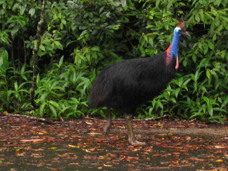 Cassowary (Helmkasuar)