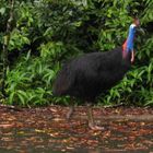 Cassowary (Helmkasuar)