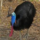 Cassowary "HelmKasuar"