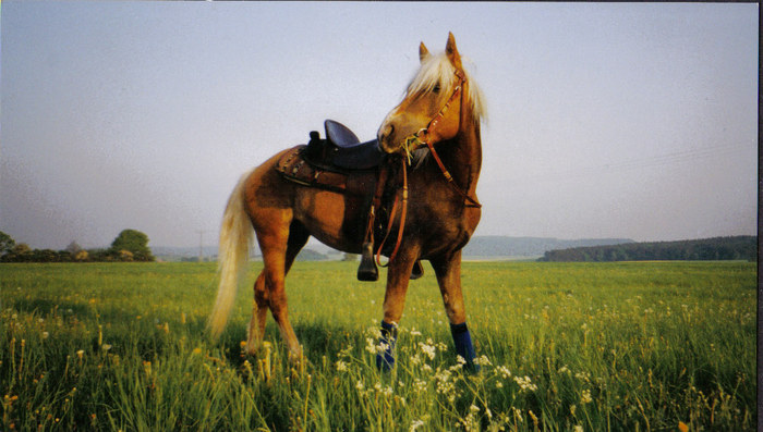 Cassy beim ersten kleinen Wanderitt mit kurzer Pause