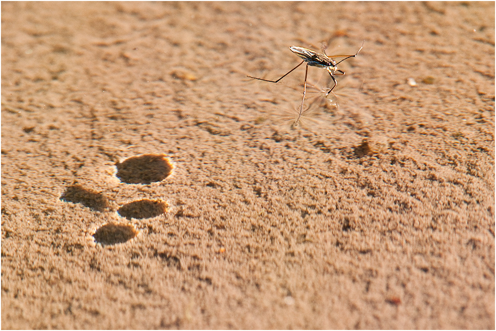 Cast a giant shadow, oder ...