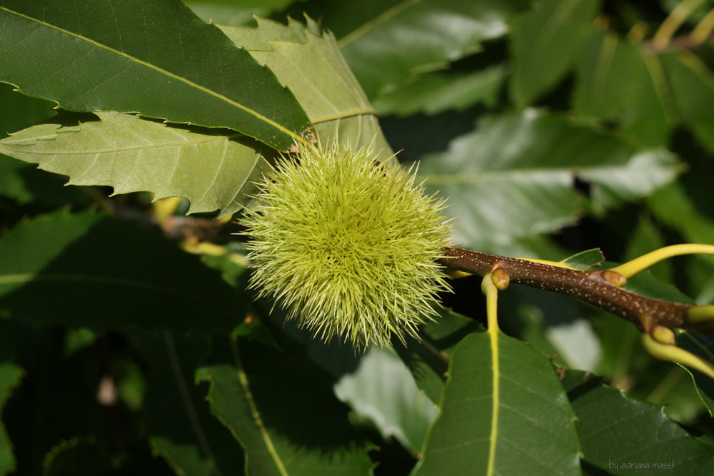 castañas