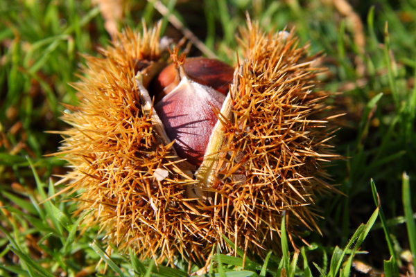 Castagne