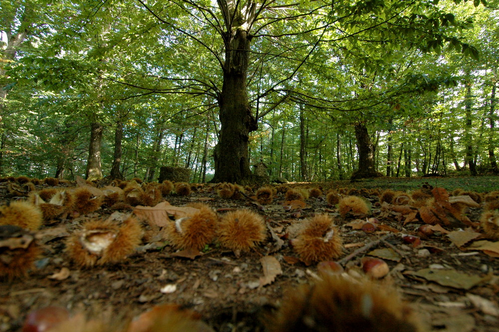 Castagne