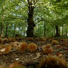 Castagne