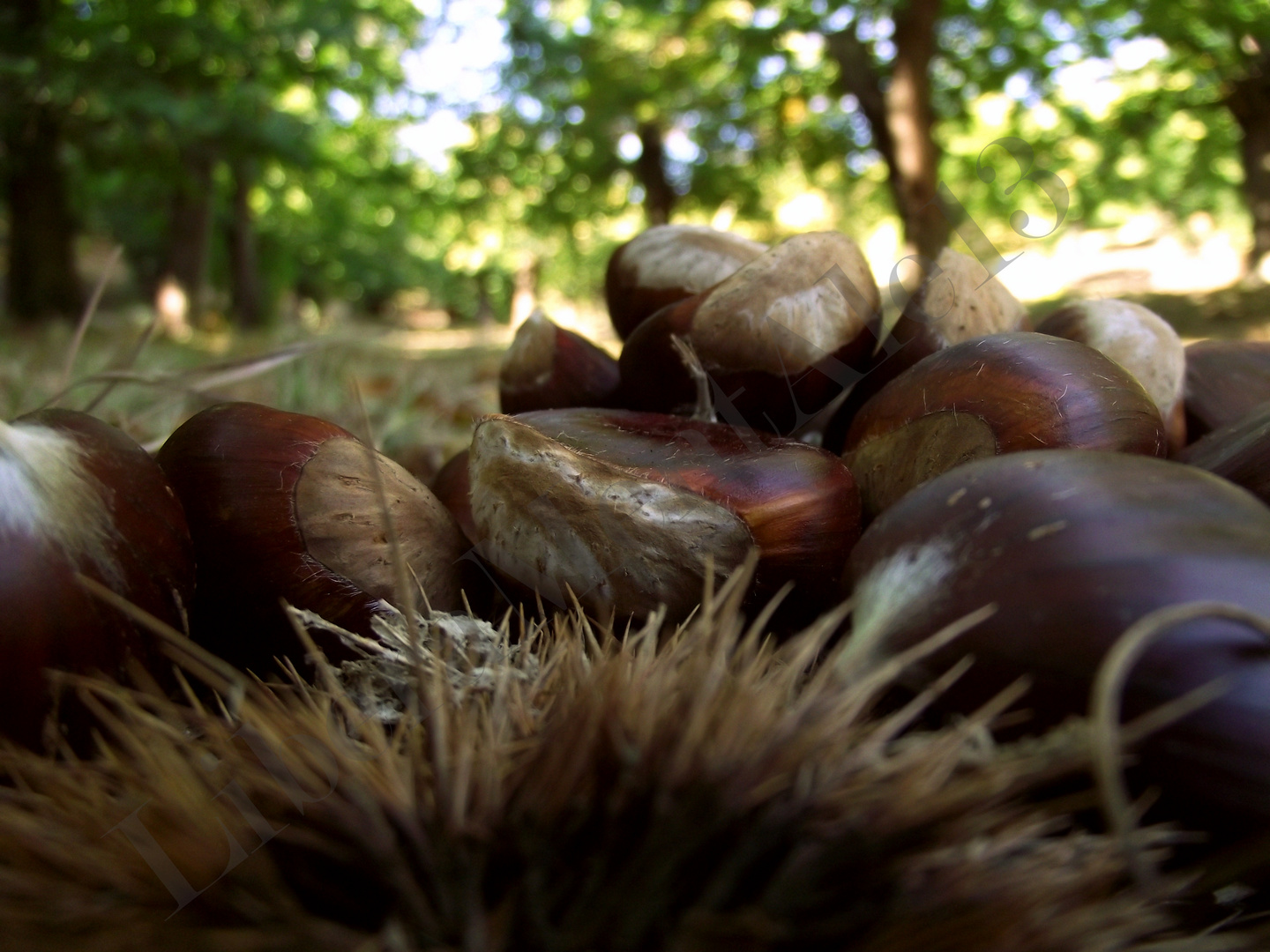 Castagne