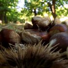 Castagne