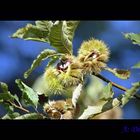 castagne