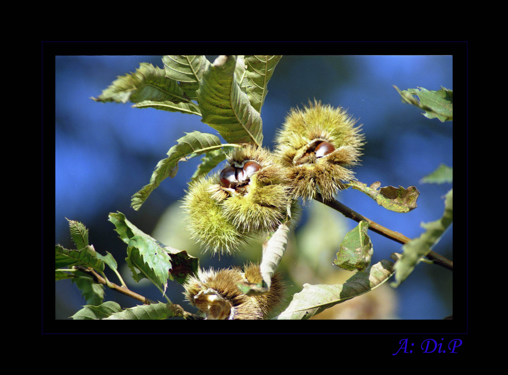 castagne