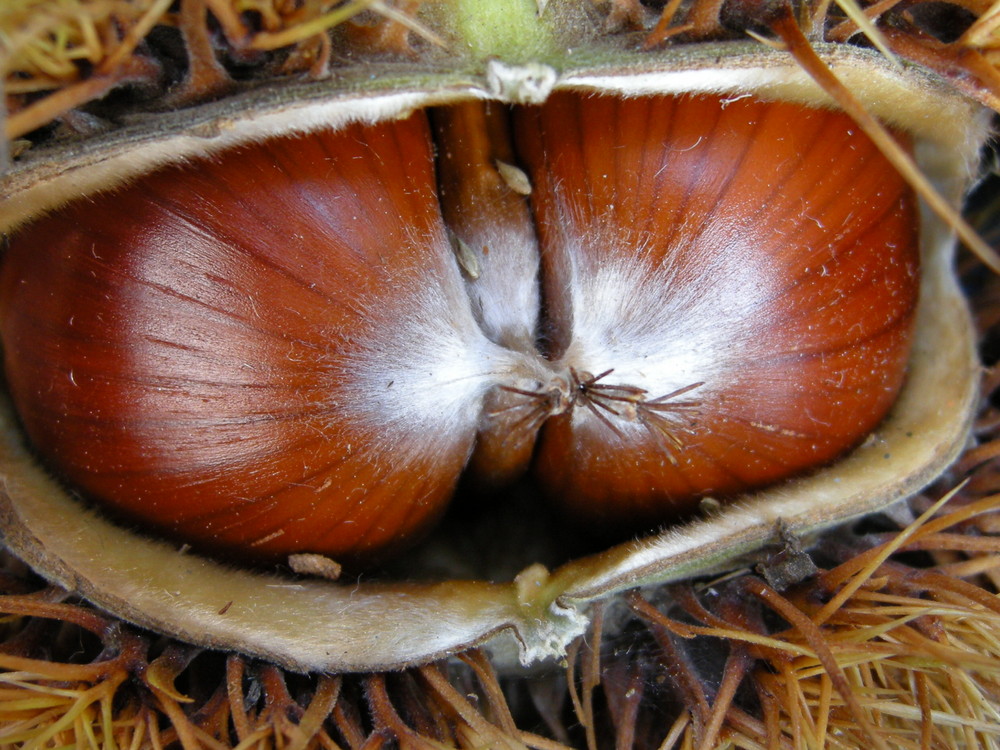 Castagne