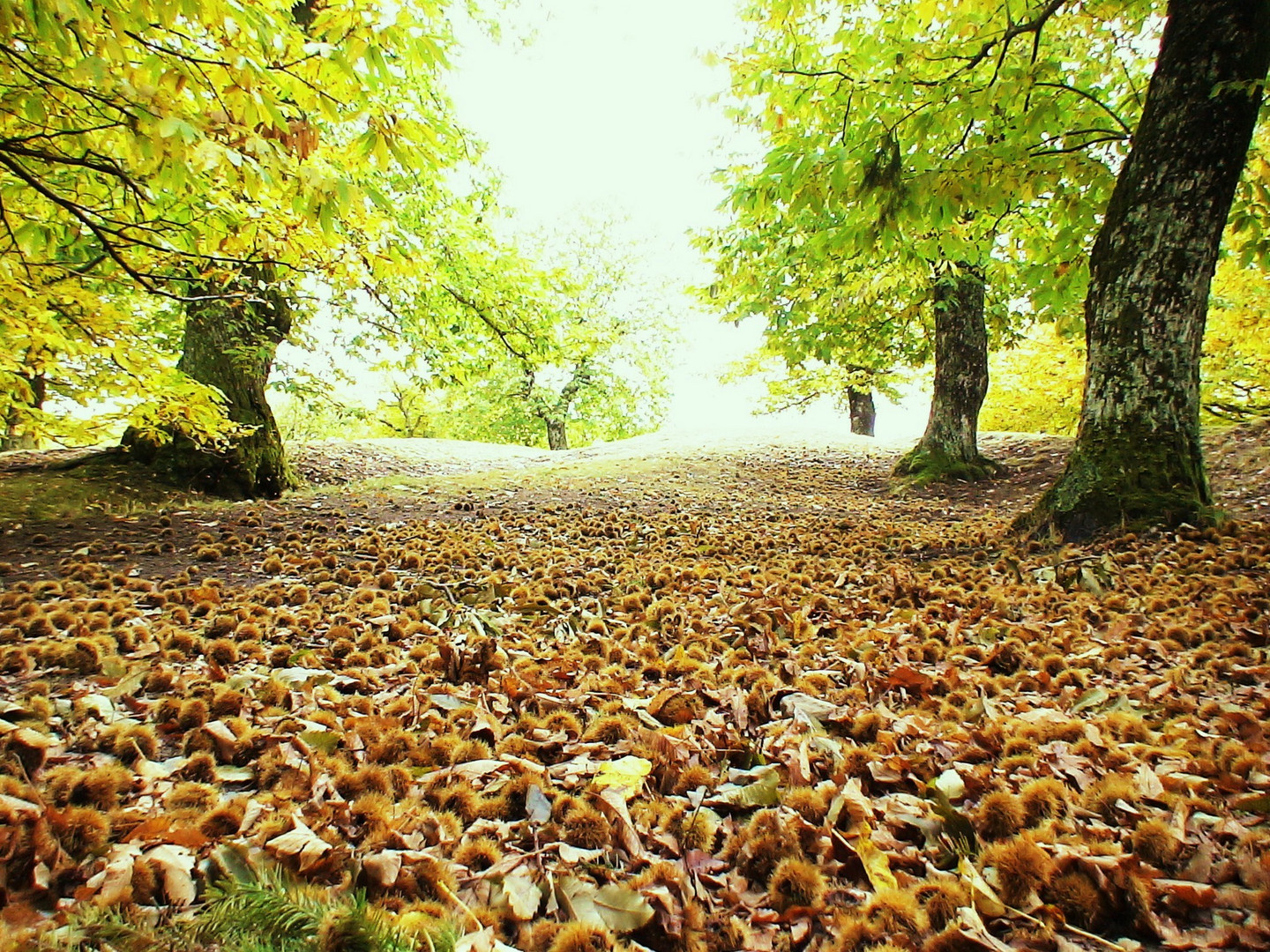 ...castagne...