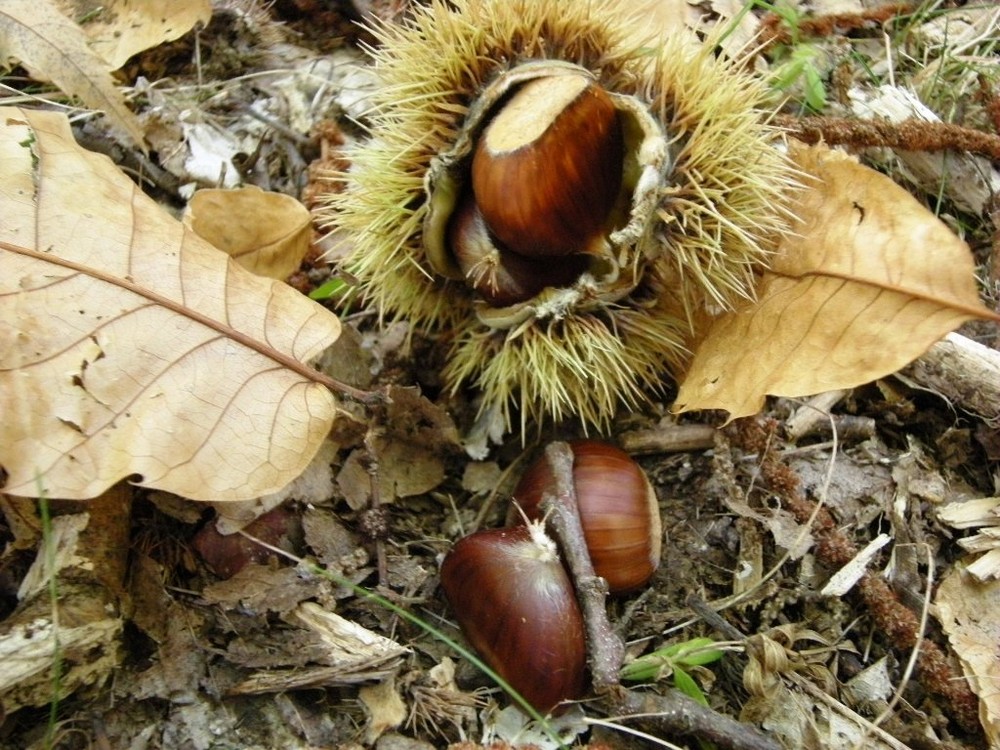 Castagne