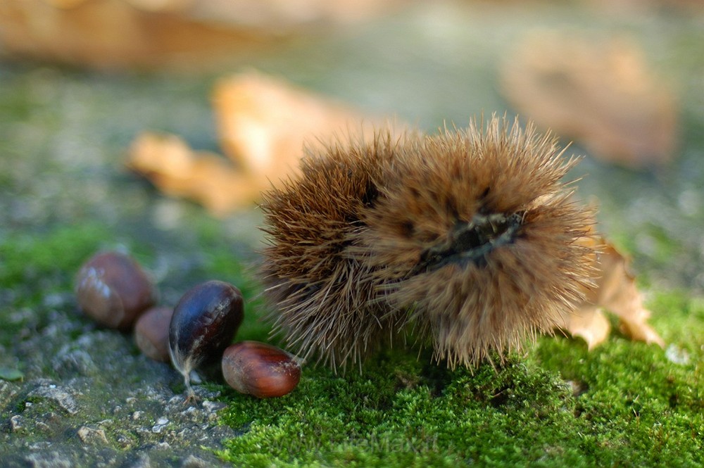 Castagne