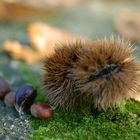 Castagne