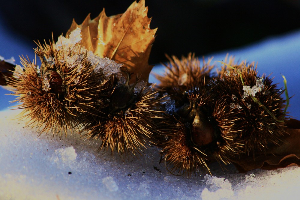 castagne ghiacciate...