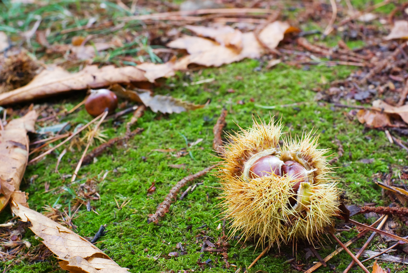 castagne in autunno