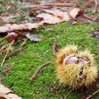 castagne in autunno