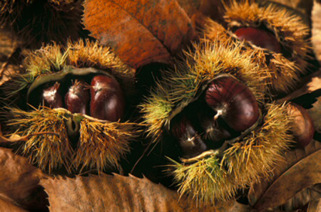 Castagne nel riccio - Sardegna