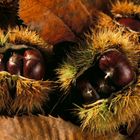 Castagne nel riccio - Sardegna