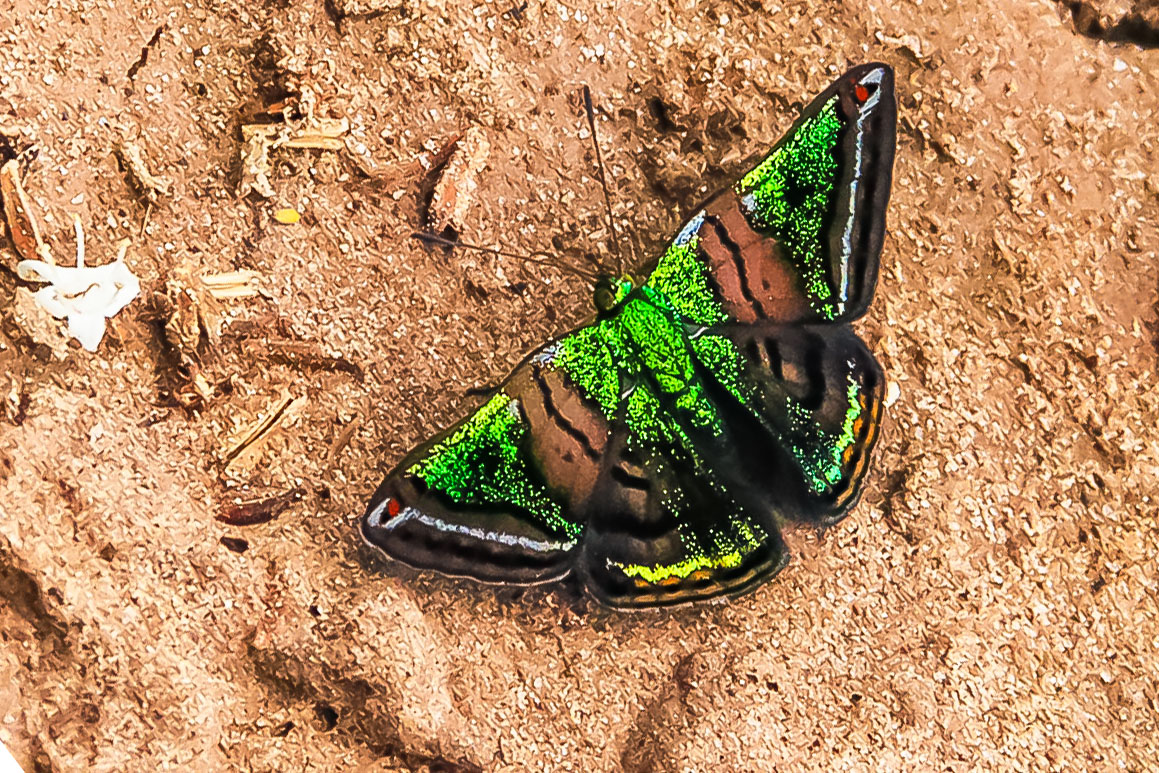 CASTALIA GREEN MANTLE, CARIA CASTALIA Foto & Bild tiere, wildlife