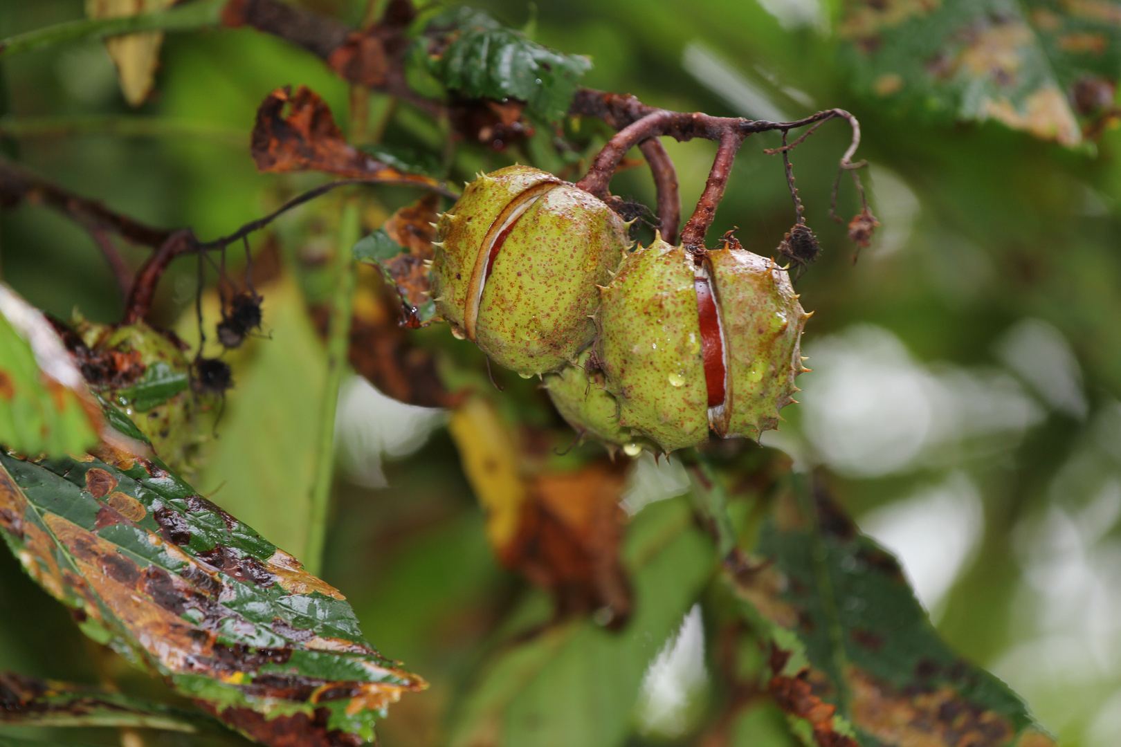 Castanea