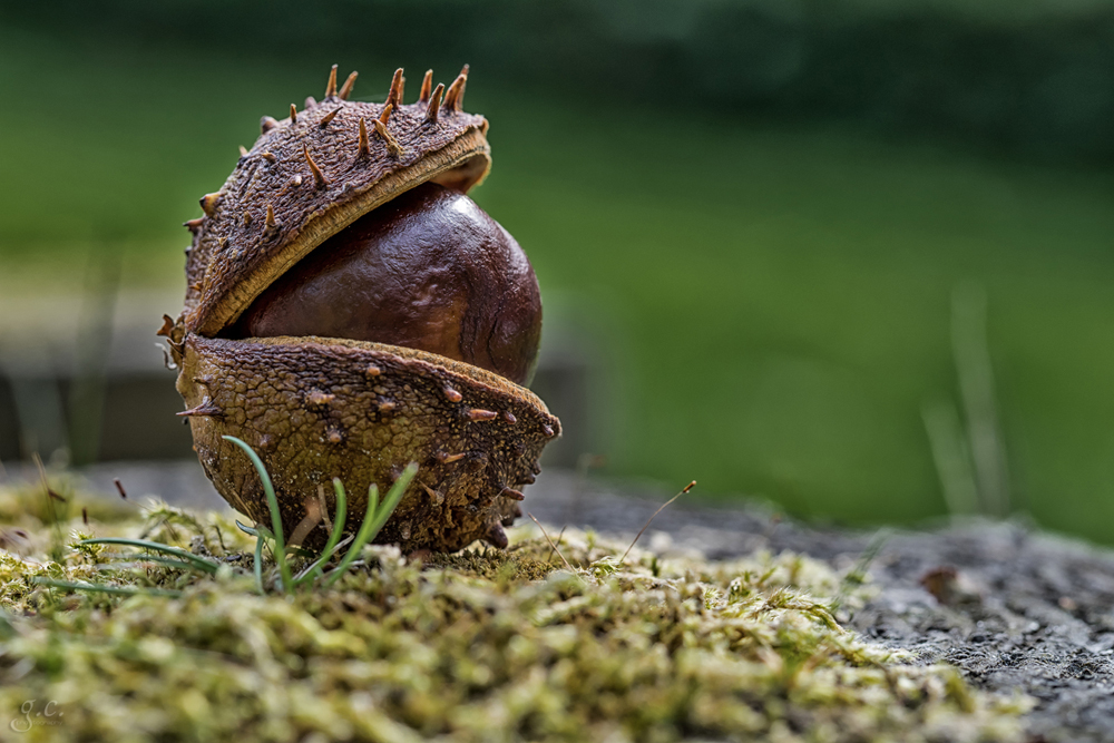 Castanea sativa